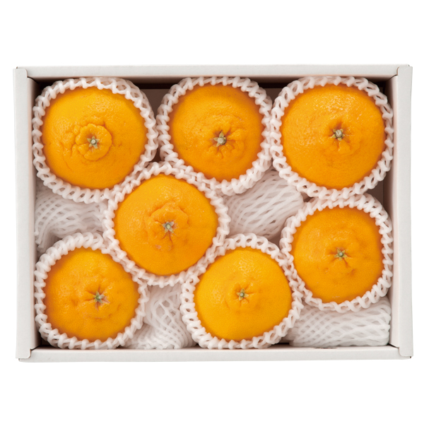 啪Y nEXʂfR| (SSP-30)y͂ԁF12{`z